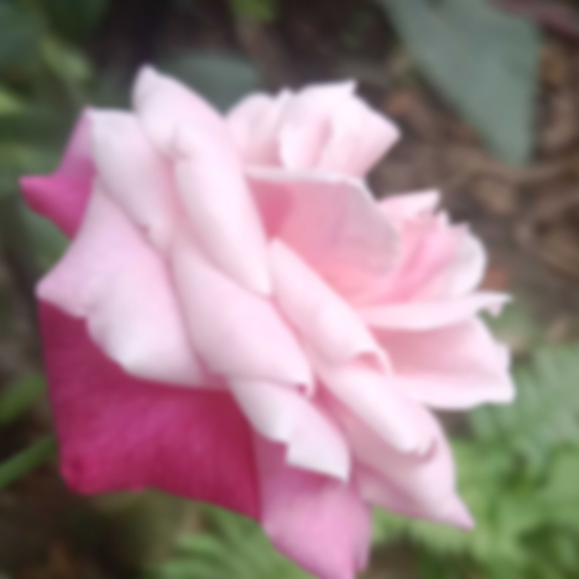 Joy এর ছবি