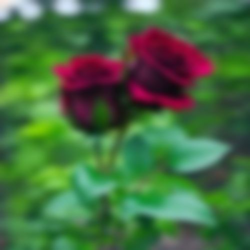 নাসিমা বেগম  এর ছবি