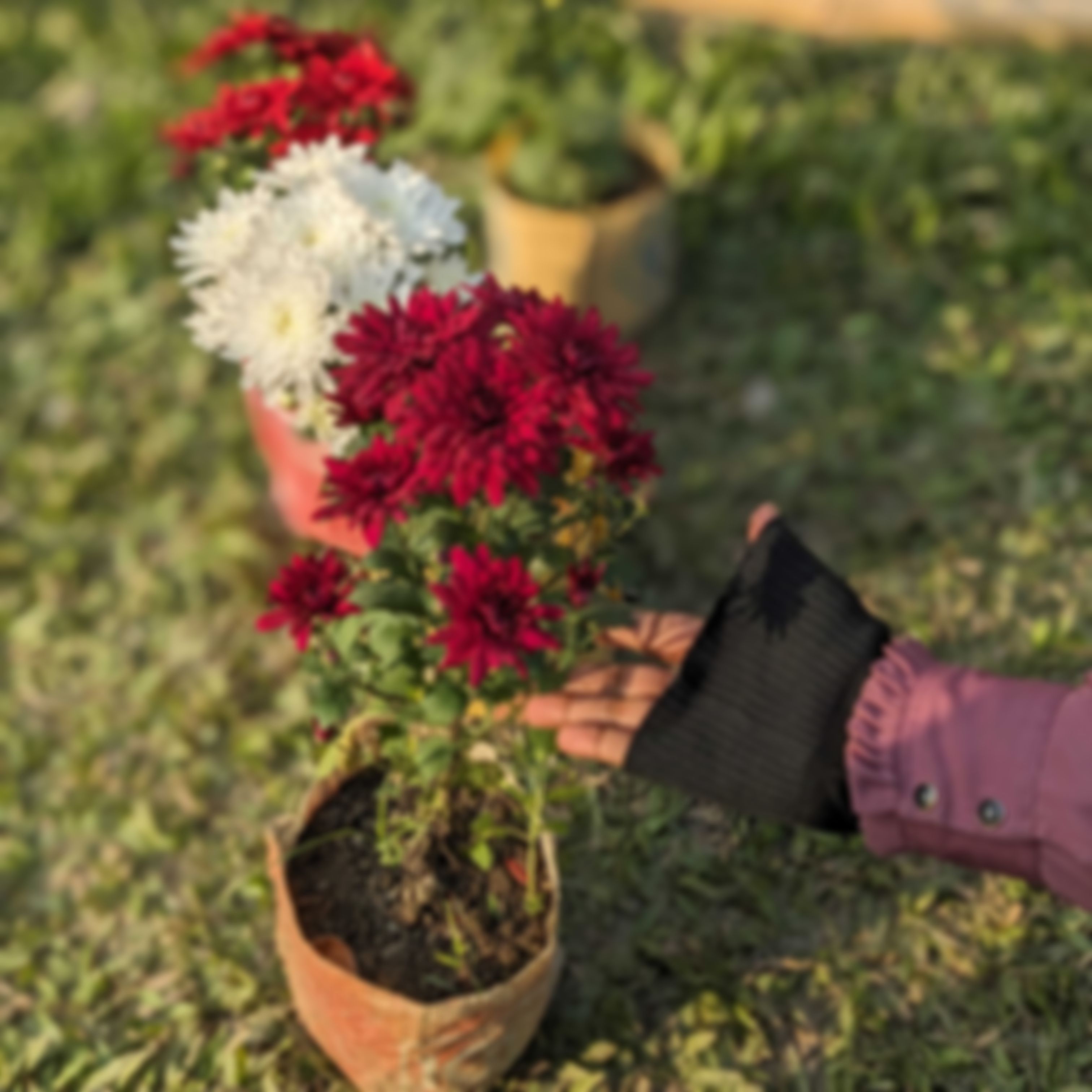 উম্মে হাবিবা  এর ছবি