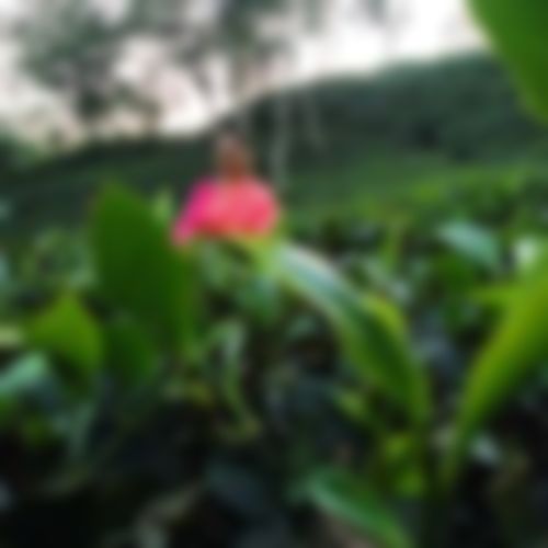 আছমিরান নাহার নিপা এর ছবি