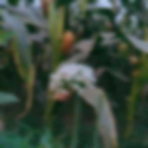 Tahamina এর ছবি