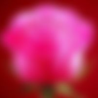 Sohan এর ছবি