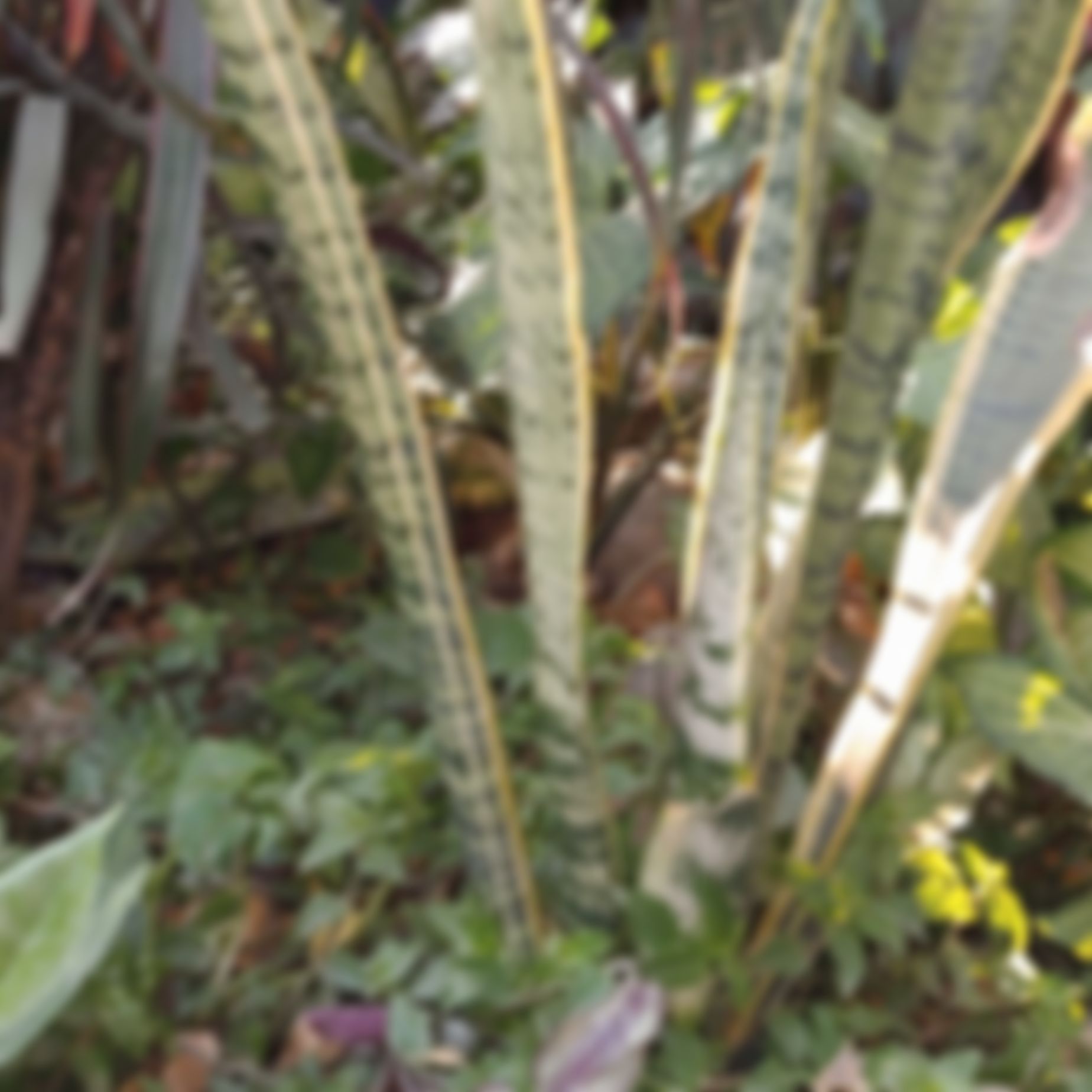 Shohel Rana এর ছবি