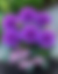 Sajal Kumar Dey এর ছবি