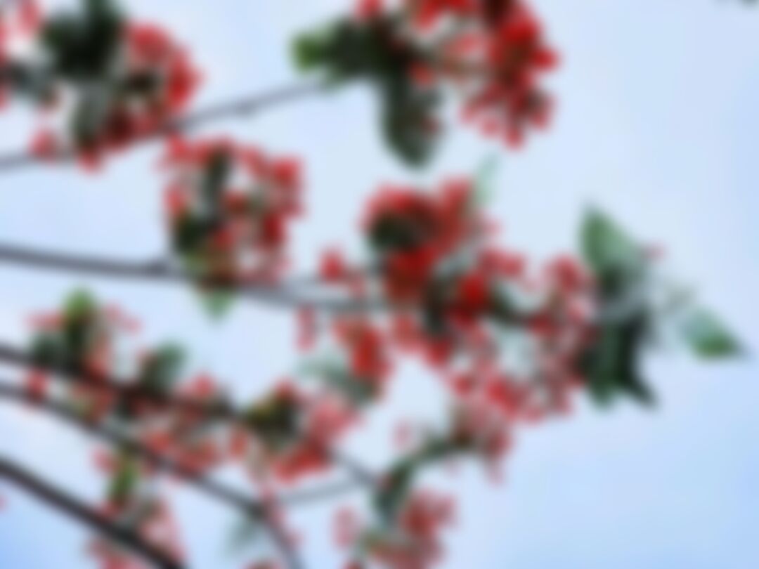মো:আলমগীর কবির  এর ছবি