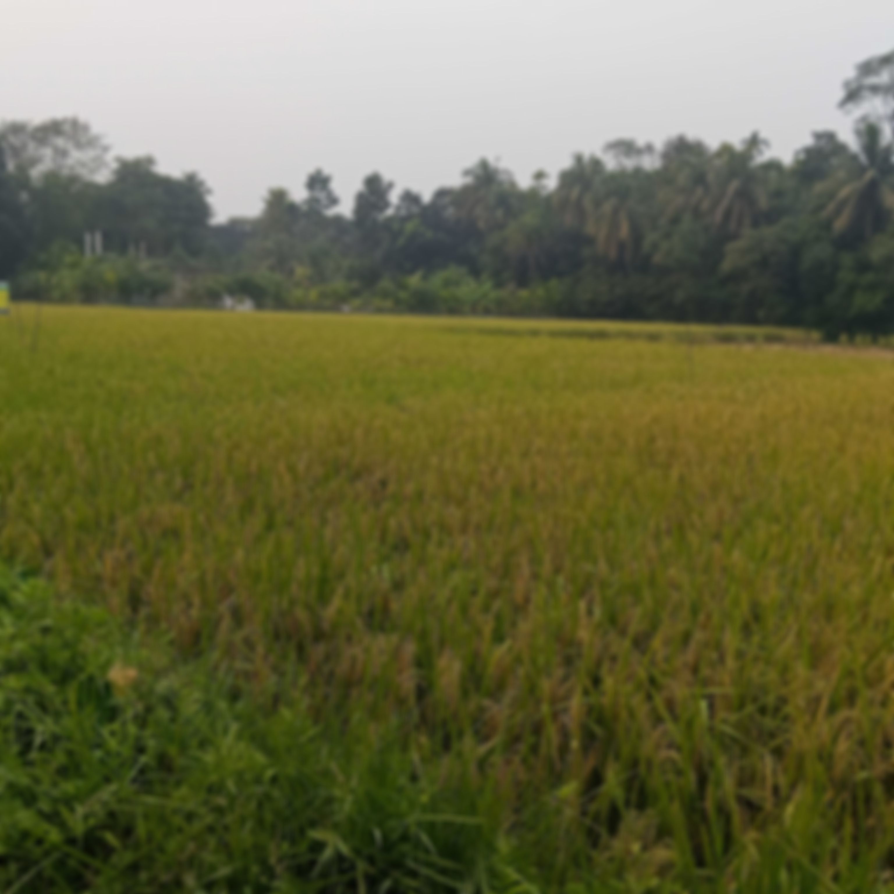 Sujon Ahmed  এর ছবি