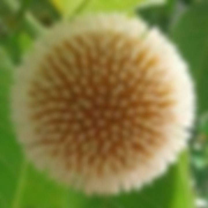 সাথী এর ছবি