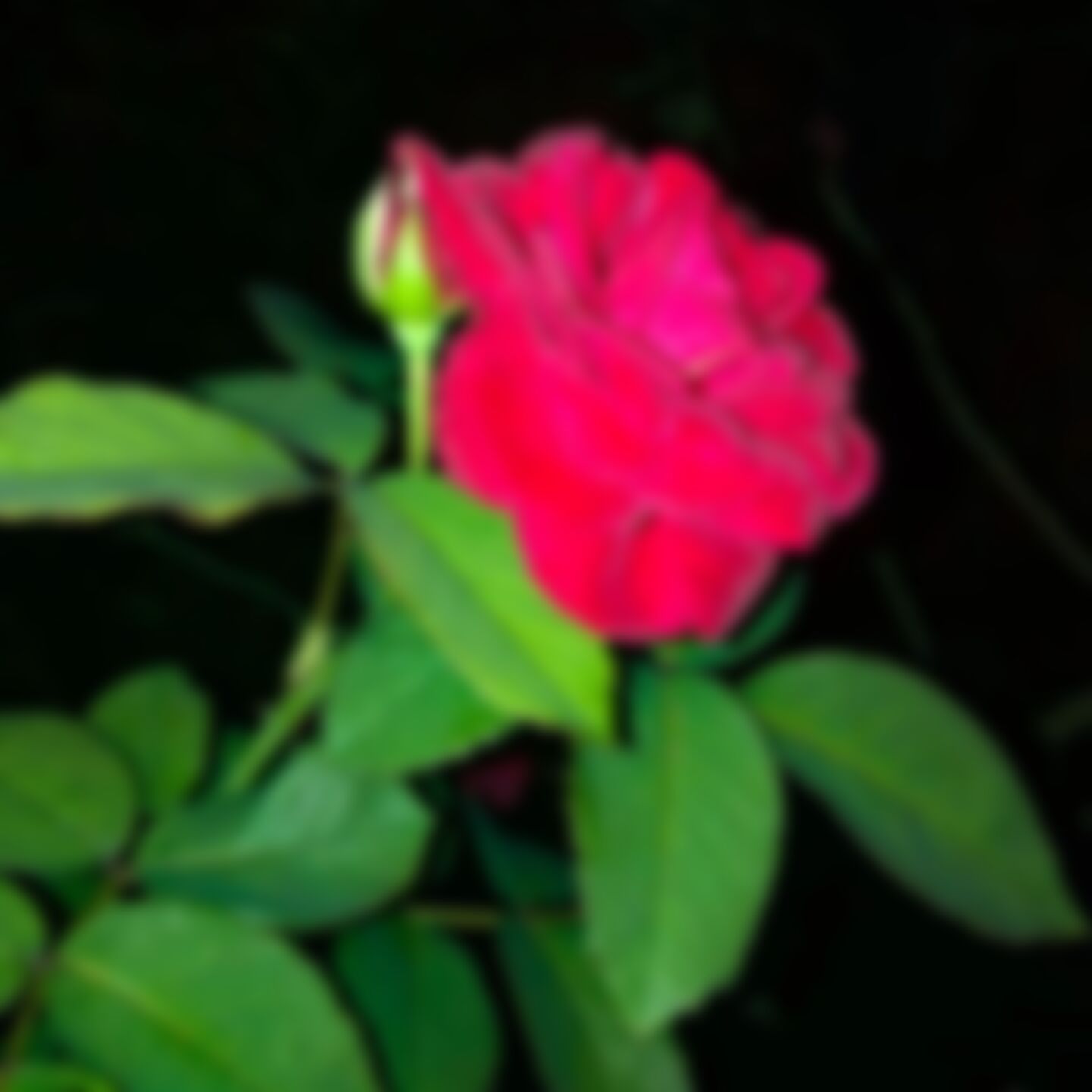 Mohammad Eliyas majumder  এর ছবি