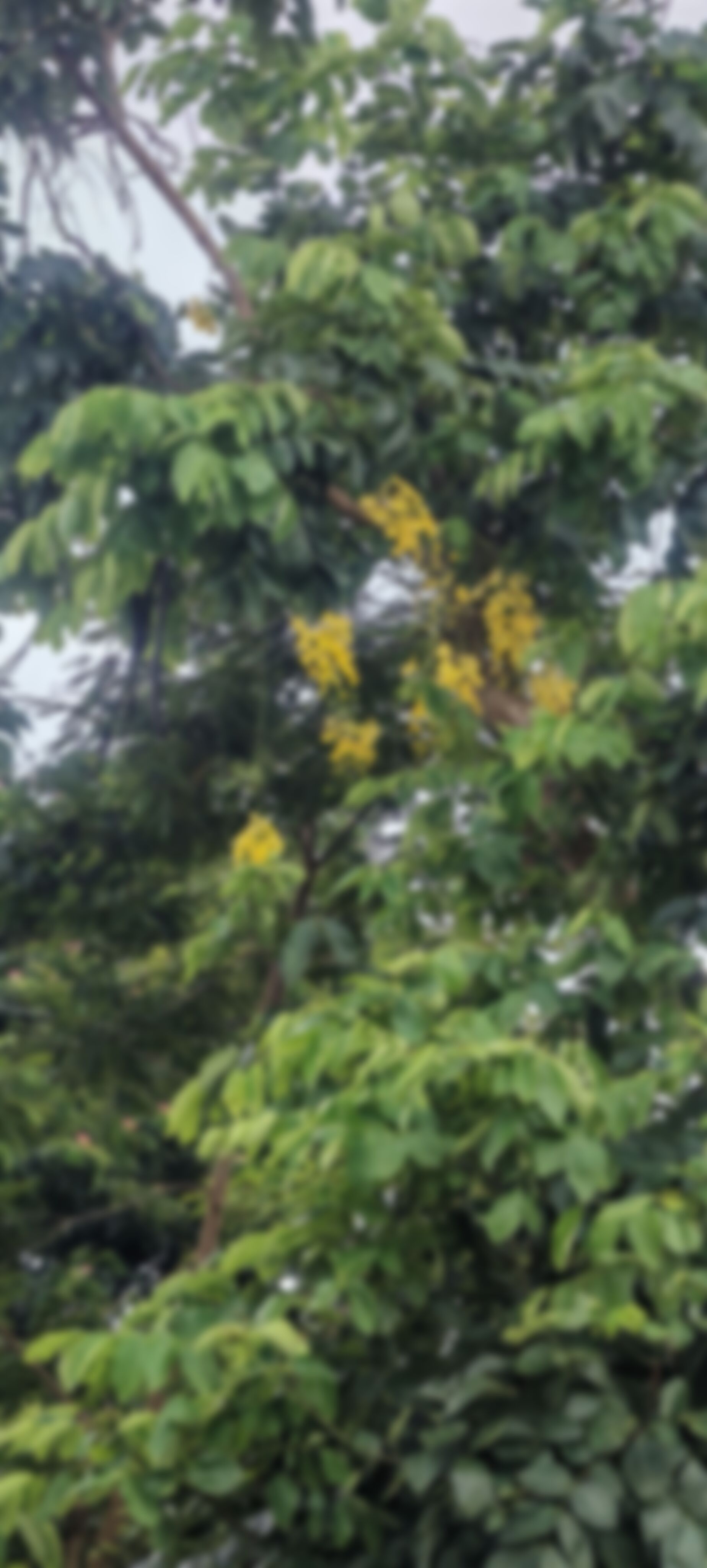 Hosen  এর ছবি