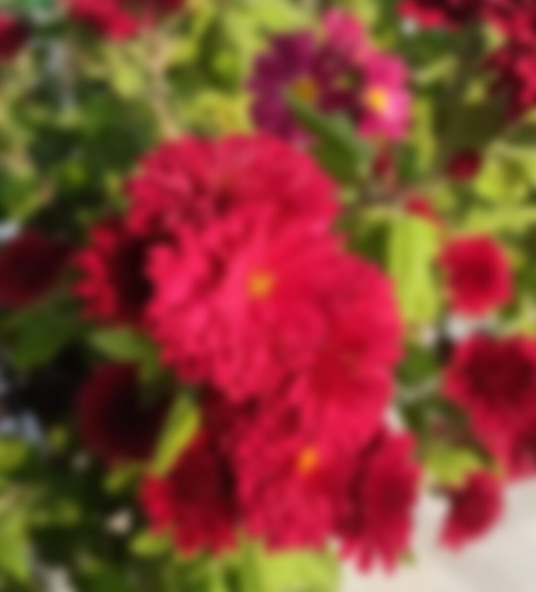  Mehera এর ছবি