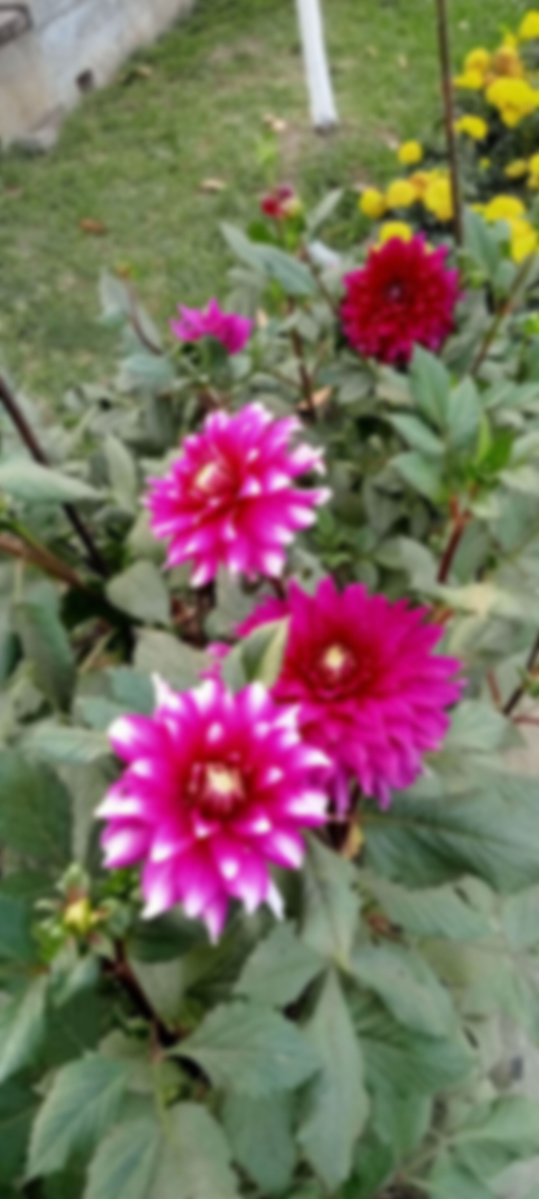  কি সুন্দর পৃথিবী   এর ছবি