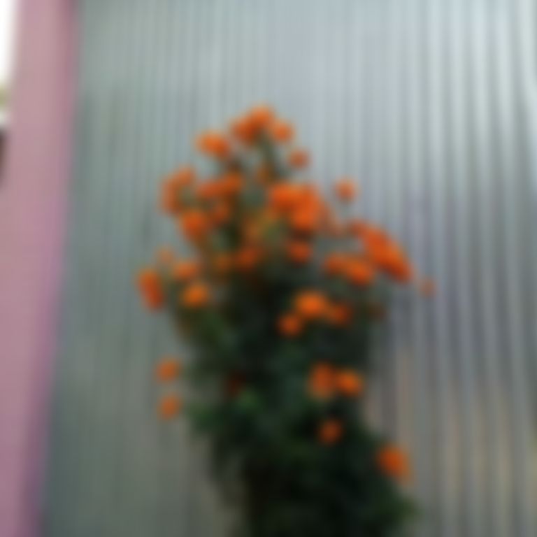 Mst. Tanjila Akter এর ছবি