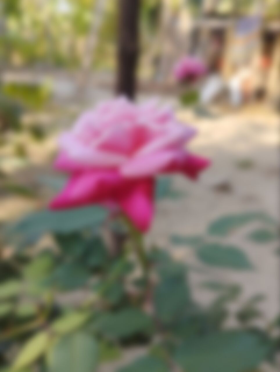 Mominul Haque  এর ছবি