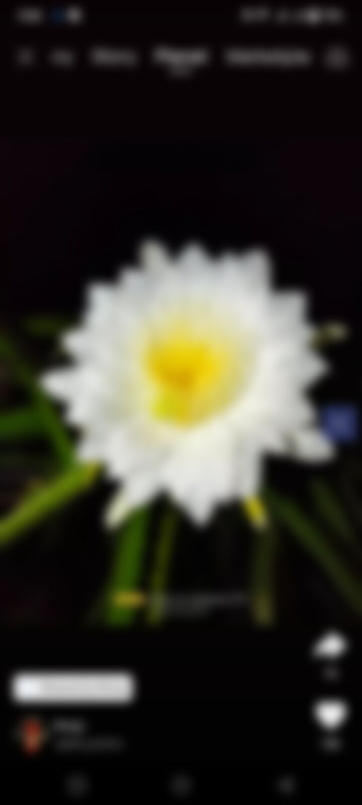 রিকো এর ছবি