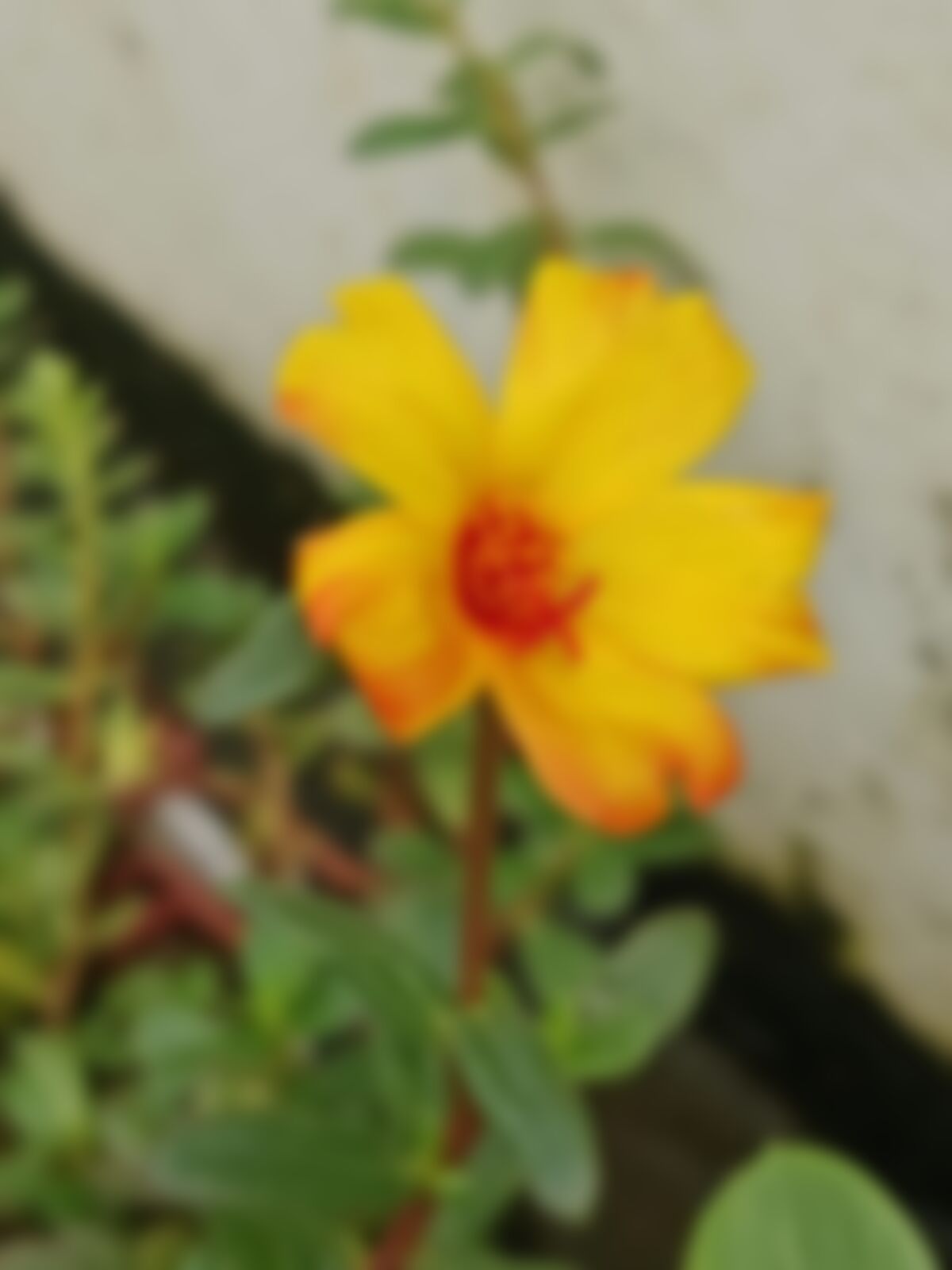 ফাতেমা তুজ জোহরা শিমু এর ছবি