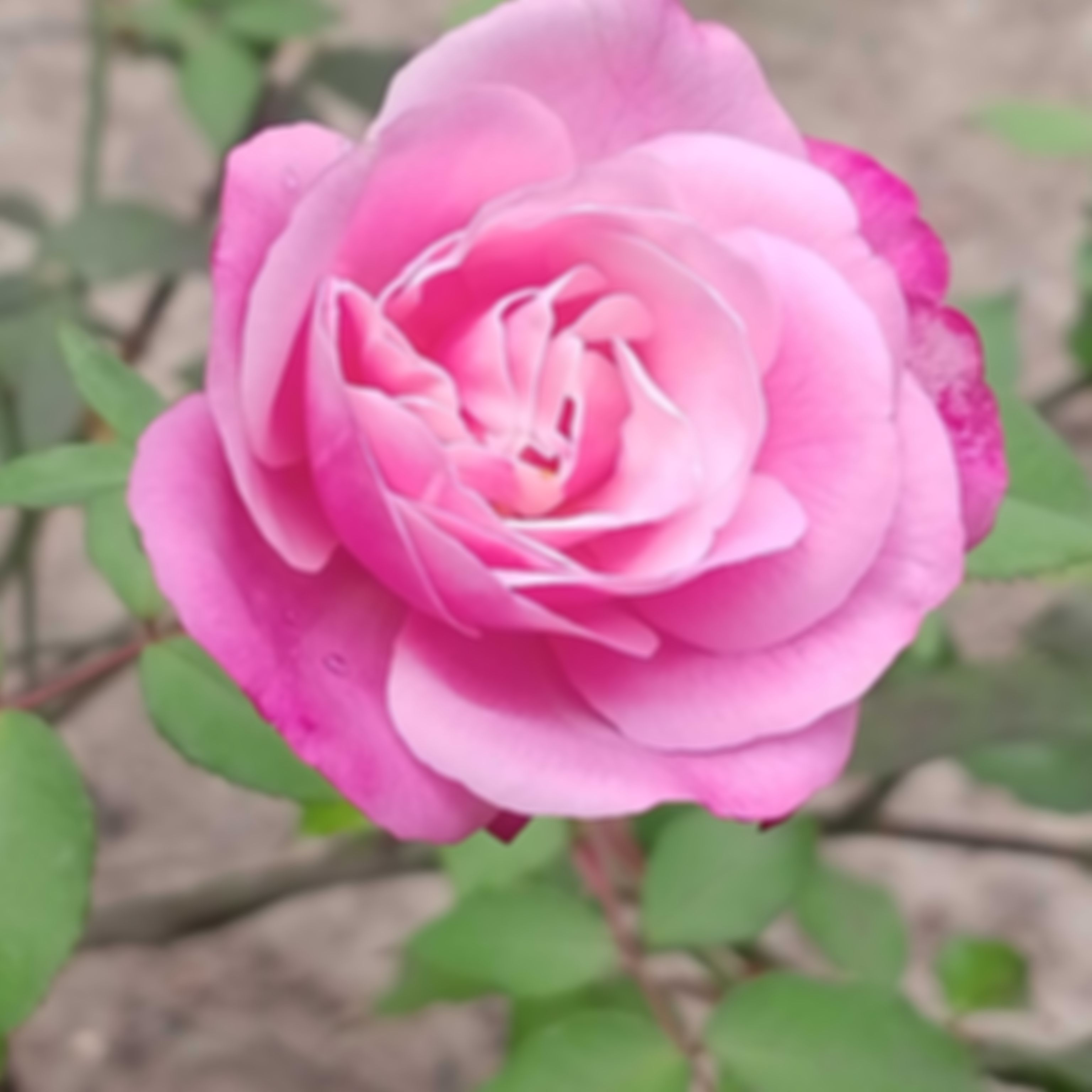 মুরছালিনা ইসলাম এর ছবি