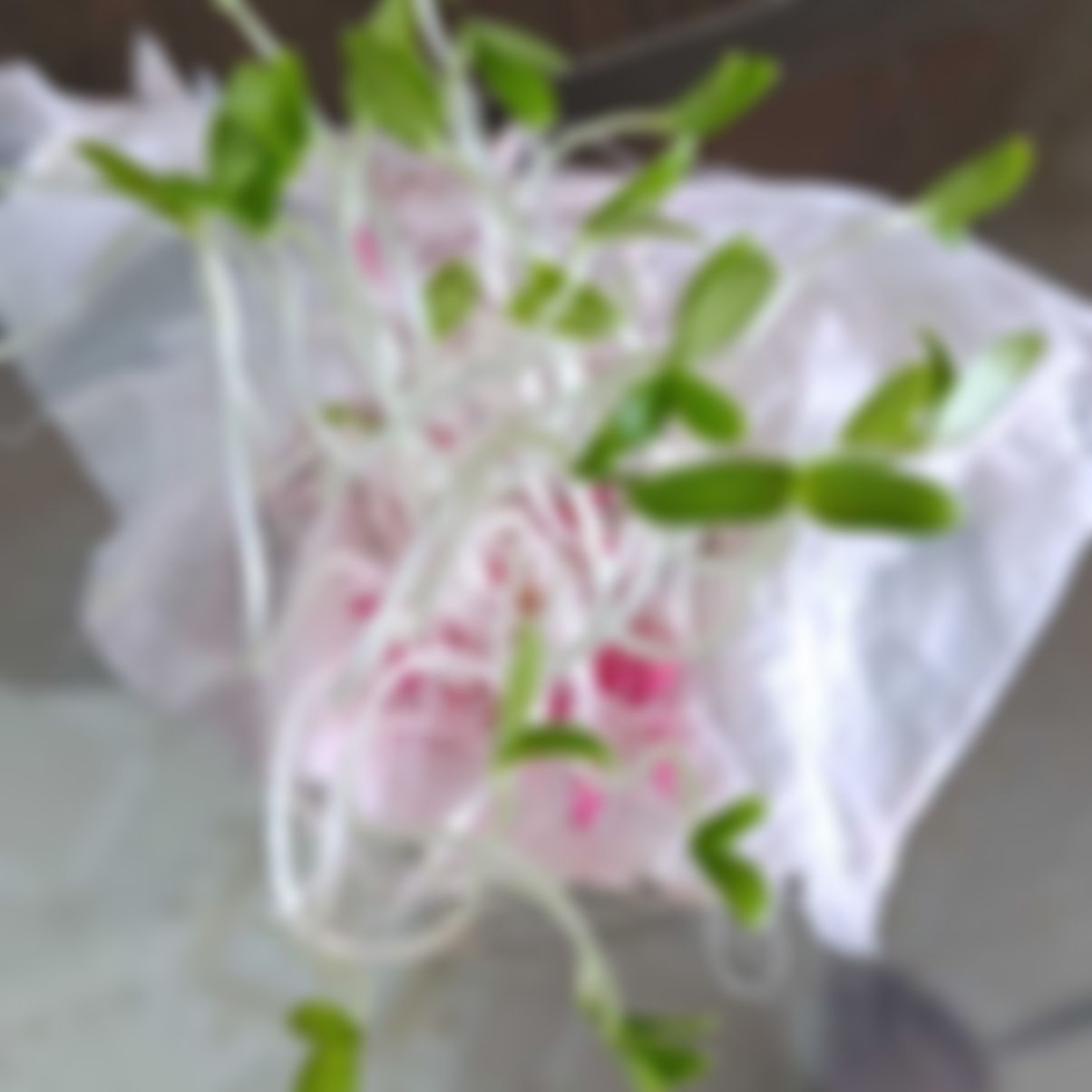 মোঃ কাওছার আলী  এর ছবি