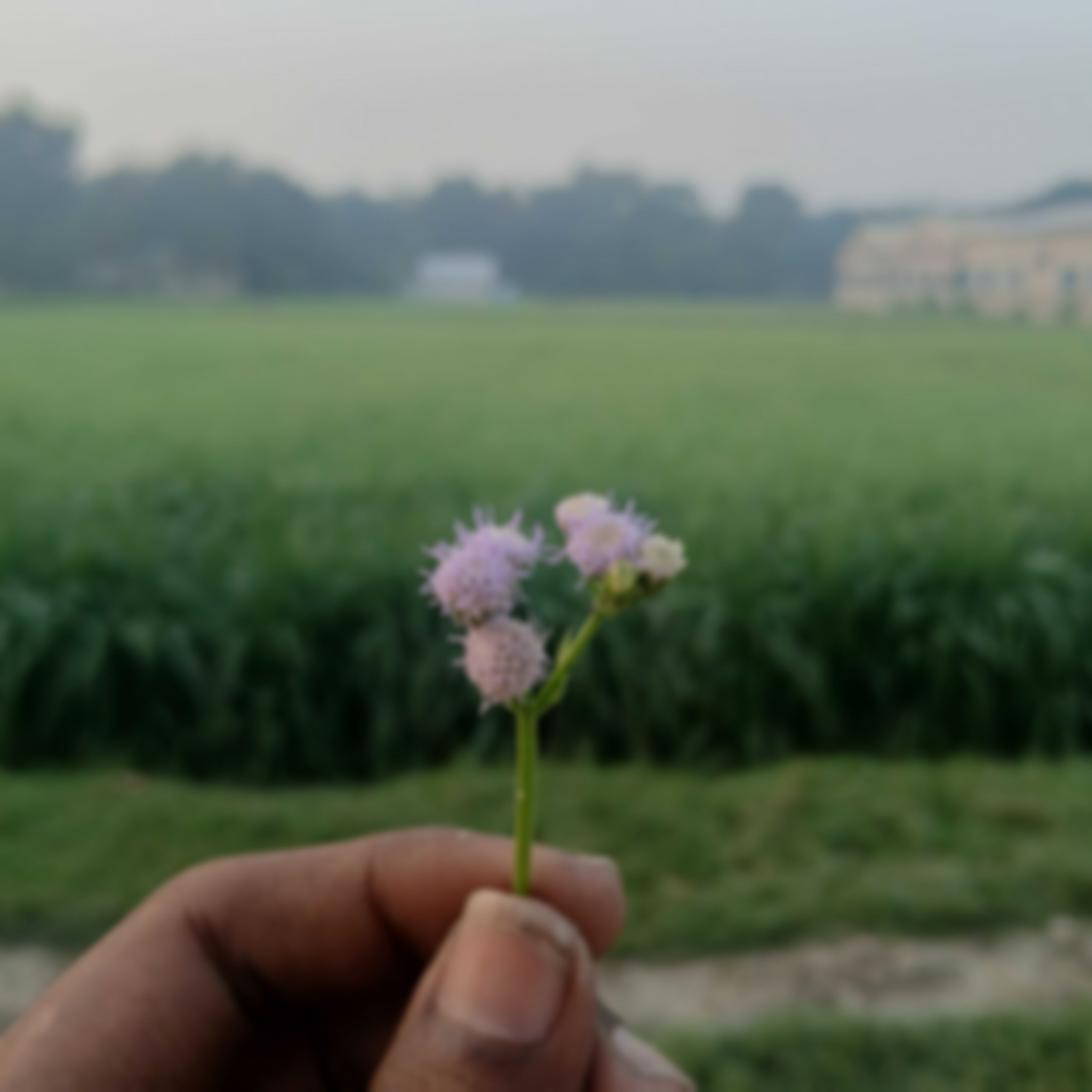 Hassan এর ছবি